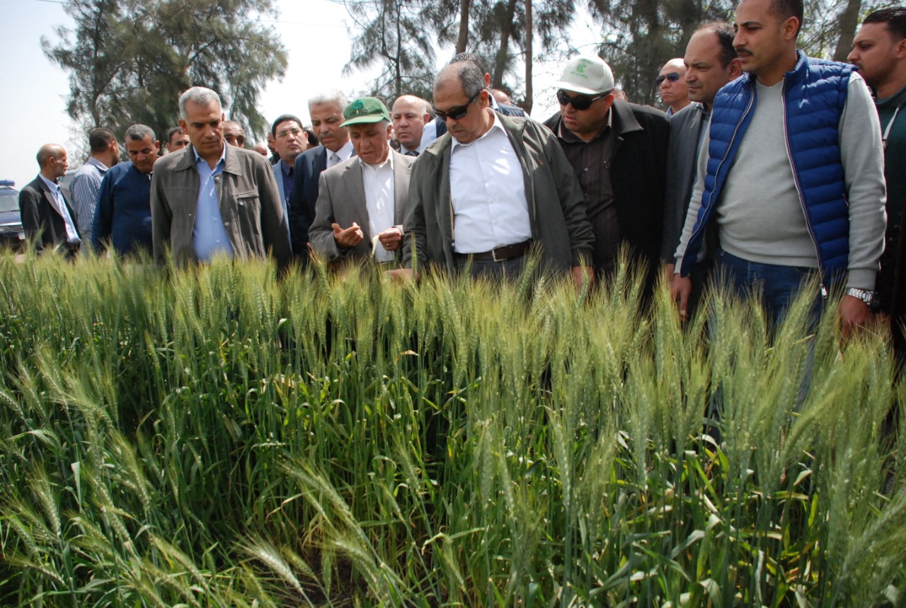 جولة وزير الزراعة فى حقول القمح