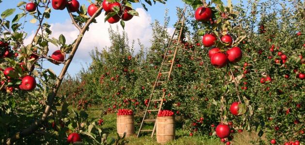 زراعات التفاح