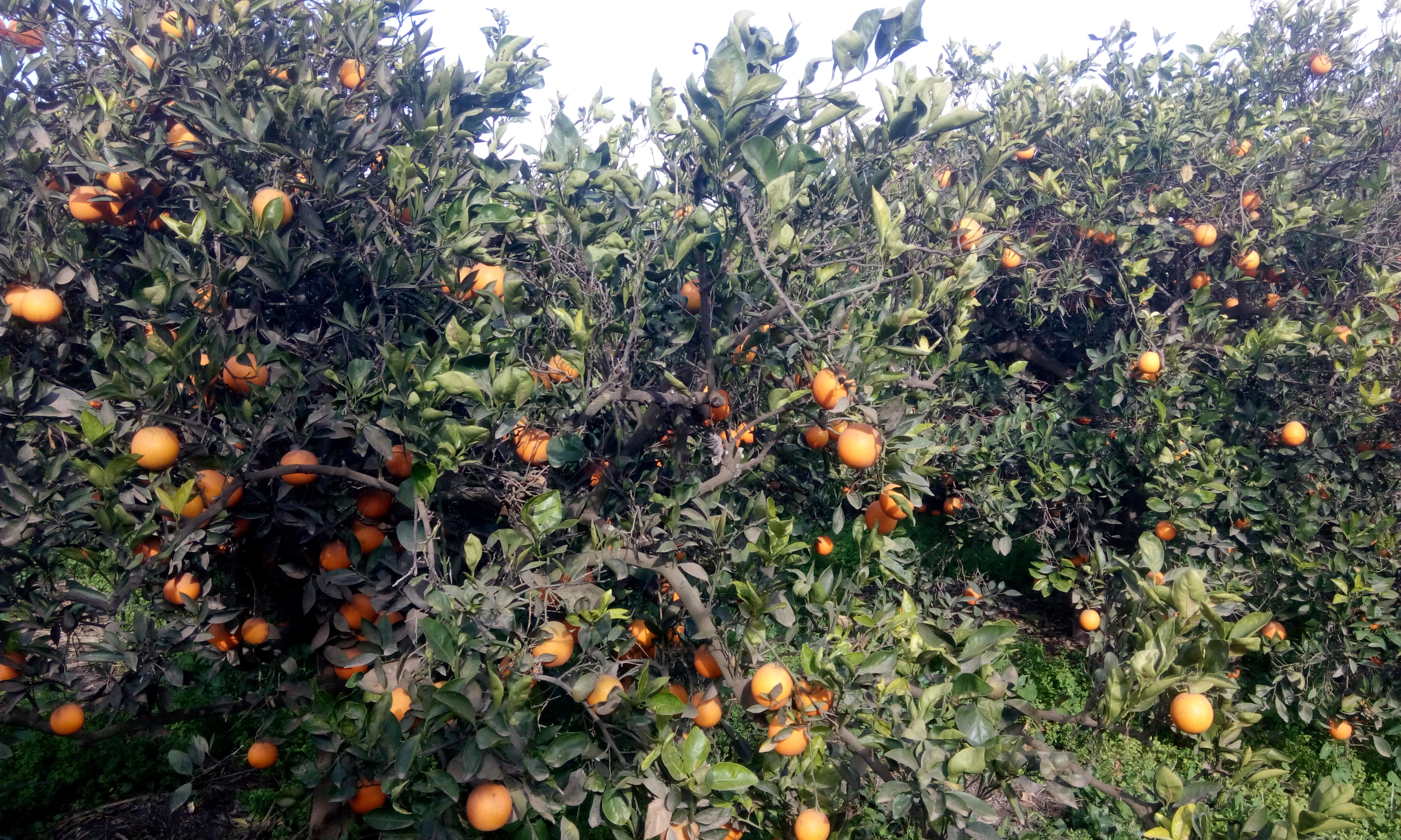 مزارع-البرتقال