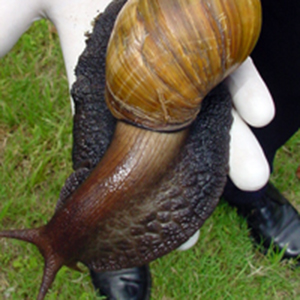 9-giant-african-snail