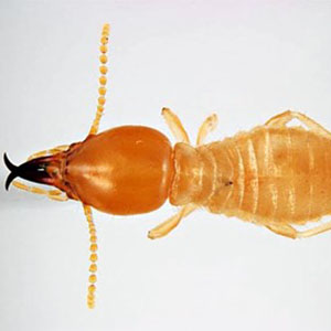 30-subterranean-termite