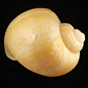 25-golden-apple-snail