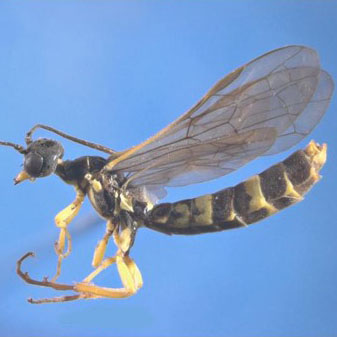 24-wheat-stem-sawfly