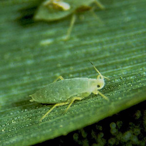 13-russian-wheat-aphid