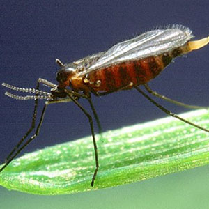22-hessian-fly-barley-stem-gall-midge