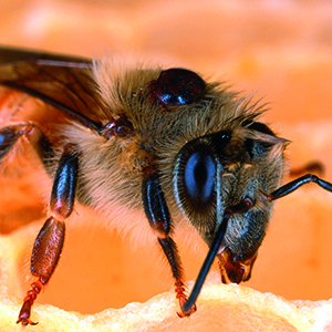 8-mites-bees