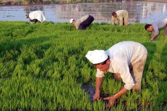 المزارعون خلال قيامهم بشتل الأرز