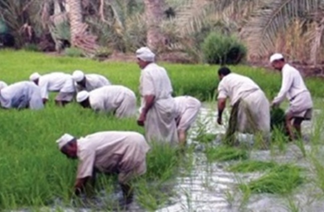 عمليات شتل وزراعة الأرز