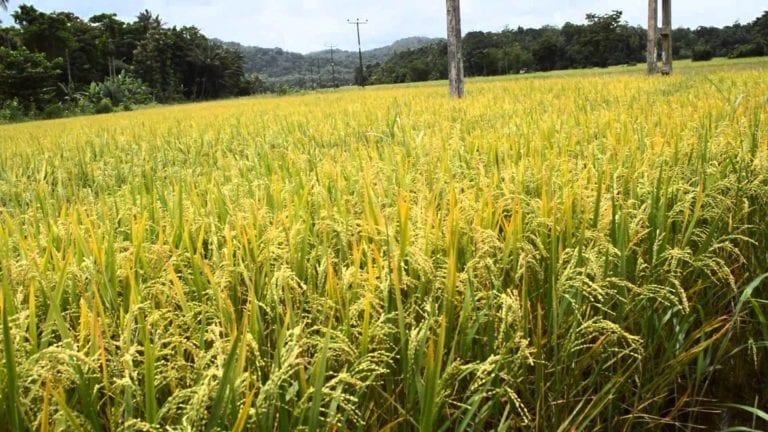 زراعة الأرز تحتاج إلى كميات مياه