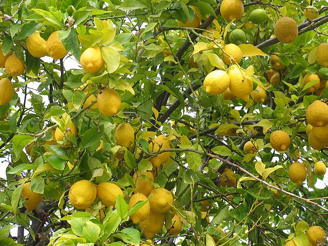 file_52af97d4f0_lemon_tree_fruit