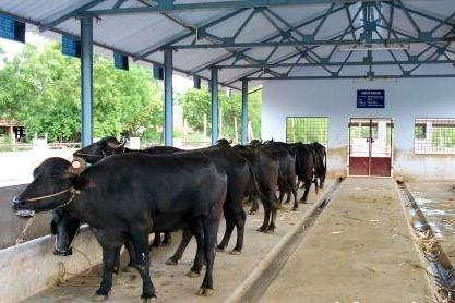 buffalo-shed-inside1