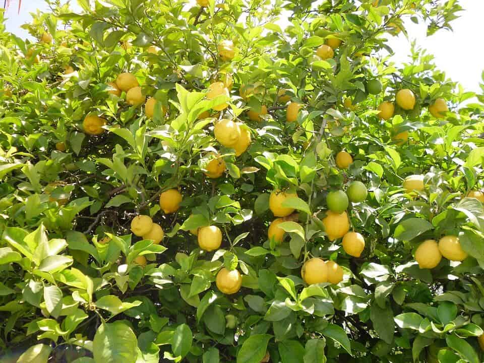 lemon-tree-225907_960_720