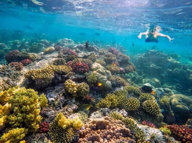 الشعاب المرجانية في خليج فيورد
