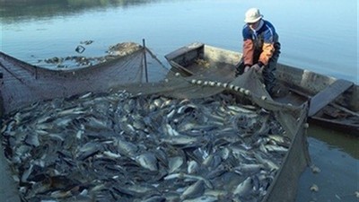 الثروة السمكية