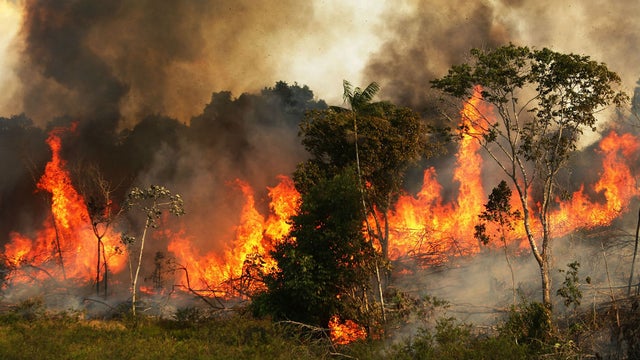حرائق الغابات فى الأمازون