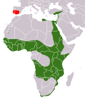 نطاق انتشار النمس المصرى فى قارة أفريقيا
