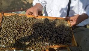 شدّة وتزول أم هجرة إلى الأبد..لماذا يختفى النحل تدريجيّاً من مصر؟ 11460-nnnnnnn