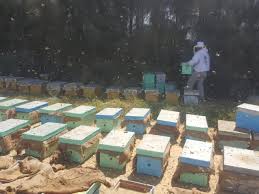 شدّة وتزول أم هجرة إلى الأبد..لماذا يختفى النحل تدريجيّاً من مصر؟ 8680-bbnnmmm,,,,,