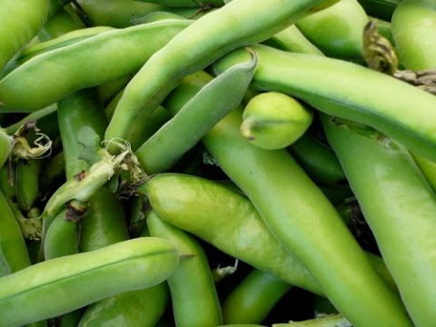 زراعة الفول البلدى زراعة الفول البلدى