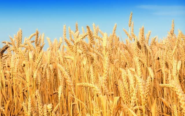 زراعة القمح