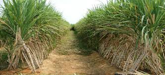 زراعة قصب السكر فى مصر