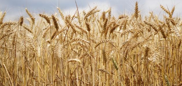 زراعة القمح فى مصر