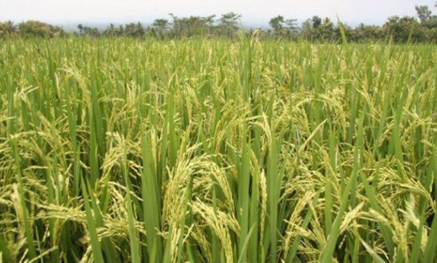 زراعة الأرز فى مصر