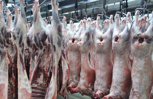 تطوير المجازر للحفاظ على سلامة اللحوم وصحة المواطنين