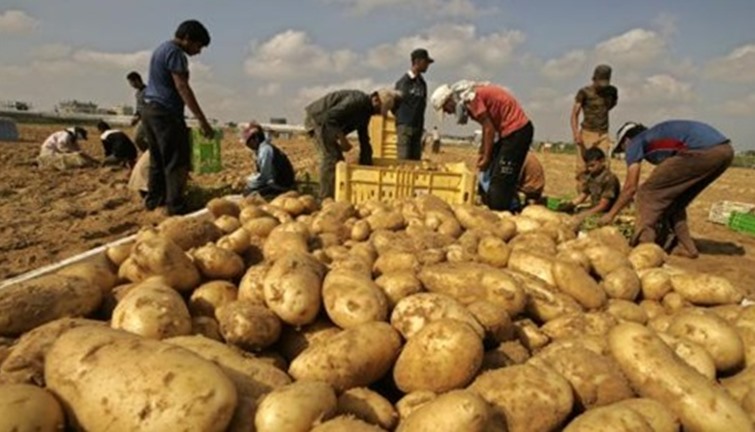 زراعة وإنتاجية البطاطس