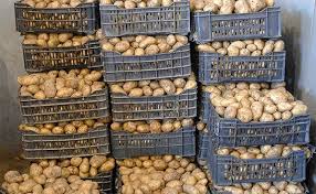 زراعة وتصدير البطاطس