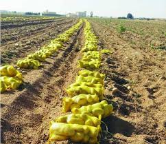 زراعة البطاطس فى الأراضى الصحراوية الجديدة