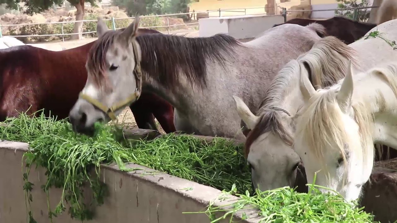 رعاية الخيول وتغذيتها