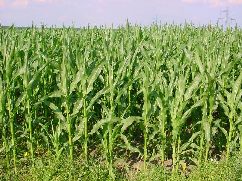 زراعة الذرة الشامية لتحقيق جانب من الأمن الغذائى