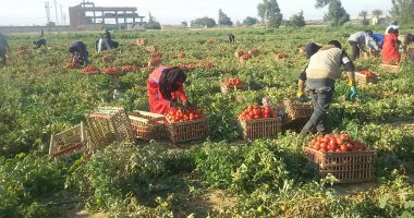 زراعات الطماطم فى مصر