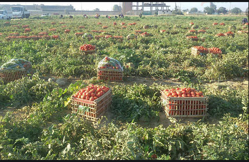 زراعة الطماطم فى المحافظات
