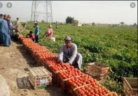 إنتاجية الطماطم فى ازدياد لتكفى السوق المحلية والتصدير