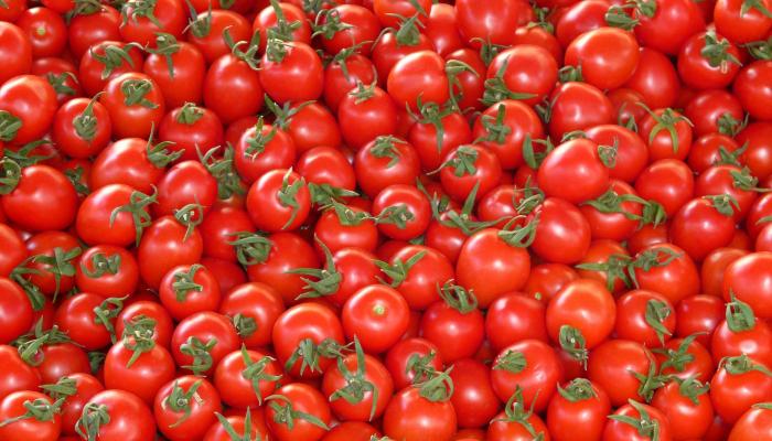 زراعة وإنتاجية الطماطم