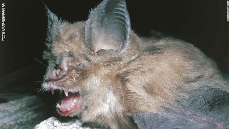 الخفافيش مخازن الفيروسات ويمكن أن تكون سبب المرض الجديد