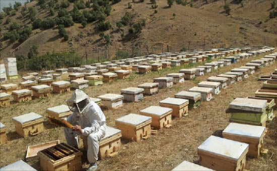 تربية نحل العسل