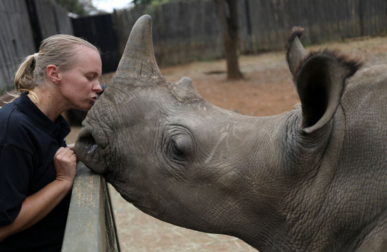 ناشط يقبل حيوان وحيد القرن