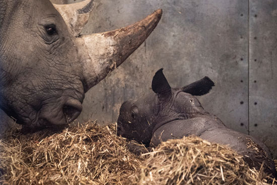 وحيد القرن أخد أبرز الحيوانات المهددة