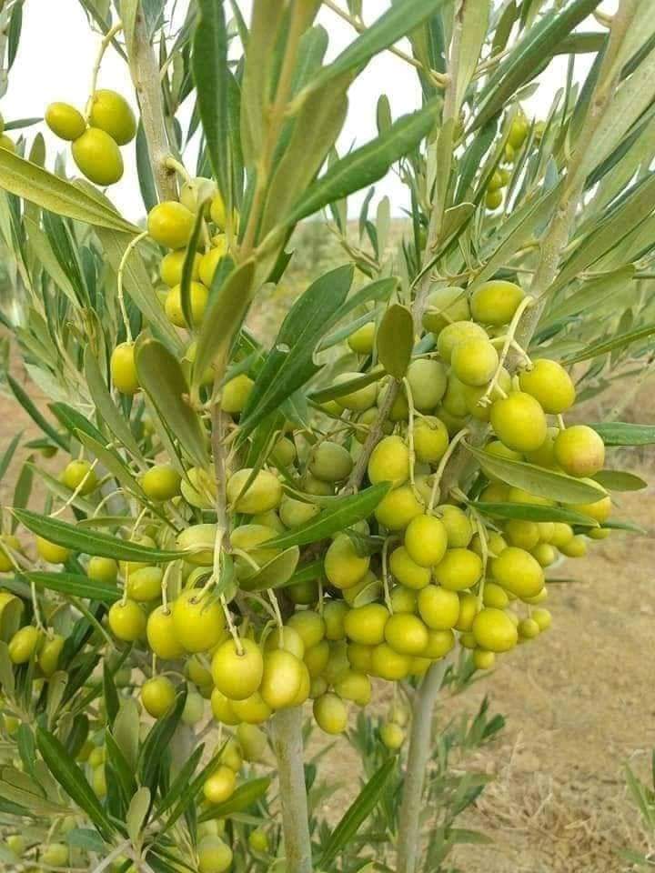 زيتون