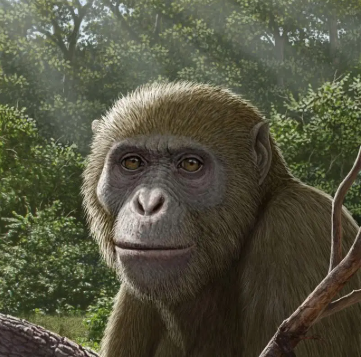 القردة العليا