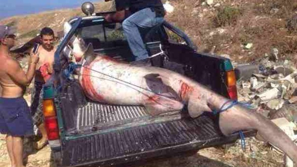 اصطياد سمكة قرش بترت قدم صياد بلبنان اصطياد سمكة قرش بترت قدم صياد بلبنان