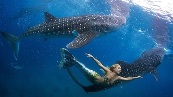 عروس البحر تسبح مع أسماك القرش  