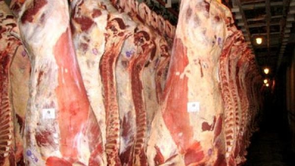 شعبة الجزارين» تُحمل الدولة مسئولية زيادة أسعار اللحوم شعبة الجزارين» تُحمل الدولة مسئولية زيادة أسعار اللحوم