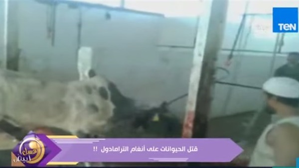 بالفيديو.. جزار يذبح عجلًا  علي أنغام"بشويش عليا " 