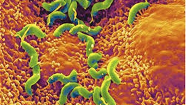 دراسة علمية تؤكد نوع من البكتريا يتغذي علي الكهرباء  