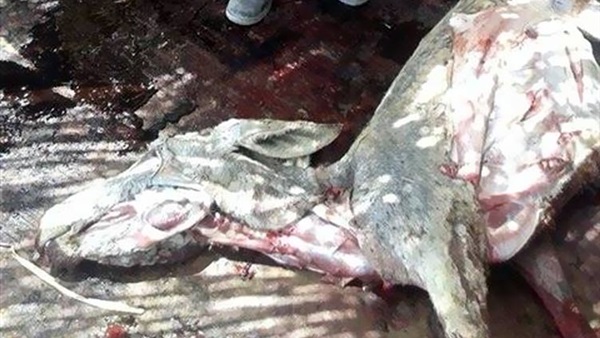 ضبط 10 حمير مذبوحة قبل بيعها للمواطنين فى البحيرة ضبط 10 حمير مذبوحة قبل بيعها للمواطنين فى البحيرة
