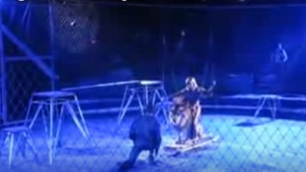 بالفيديو.. هجوم 6 أسود على مدربهم وأكله وسط صراخ الجمهور  